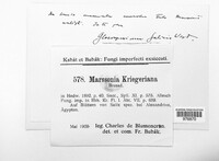 Marssonina kriegeriana image